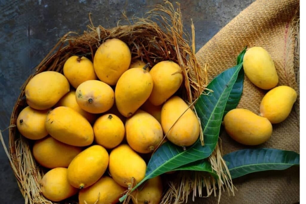 इस साल आम कितना मीठा कितना महंगा जानिए फसल मंडी और मौसम का पूरा गणित 32 मंडियों में सजा आम का मौसम — इस साल मिठास और कीमतों का अलग-अलग चेहरा