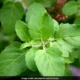 तुलसी की चाय: किडनी स्टोन को प्राकृतिक तरीके से गलाने में सहायक घरेलू उपाय
