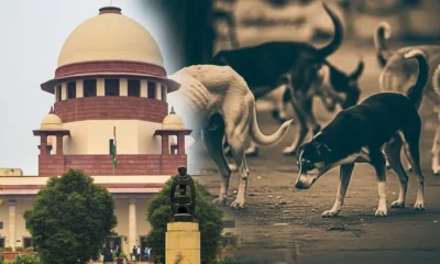 Supreme Court Orders Removal of Stray Dogs from Public Premises | Dainik Diary