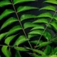 neem-ke-fayde-in-hindi-2