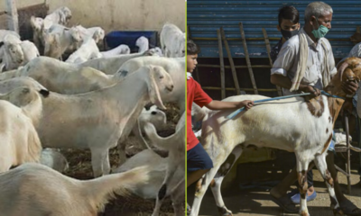 Bakrid 2026: भारत के अलग-अलग राज्यों में पशु बलि और गोवंश कानून क्या हैं?