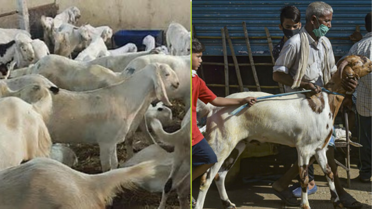 Bakrid 2026: भारत के अलग-अलग राज्यों में पशु बलि और गोवंश कानून क्या हैं?