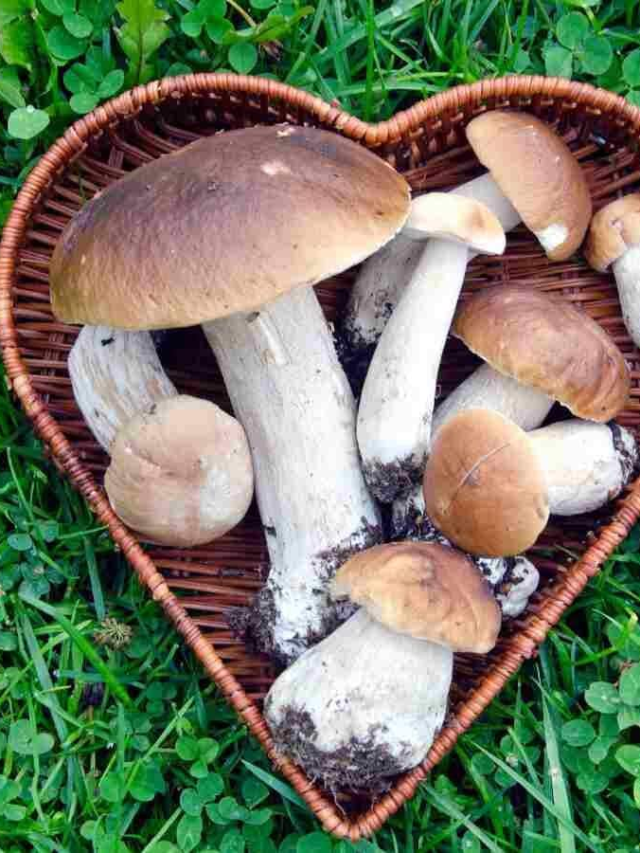 क्या आप जानते हैं मशरूम के ये 5 बड़े हेल्थ बेनिफिट्स?